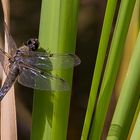 Vierfleck, male