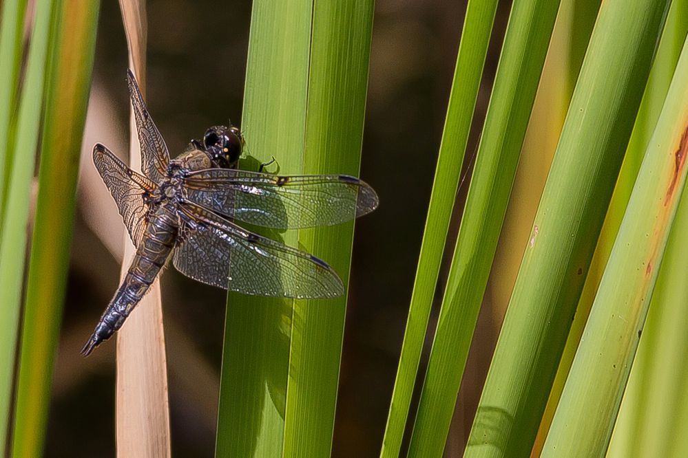 Vierfleck, male