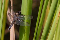 Vierfleck, male