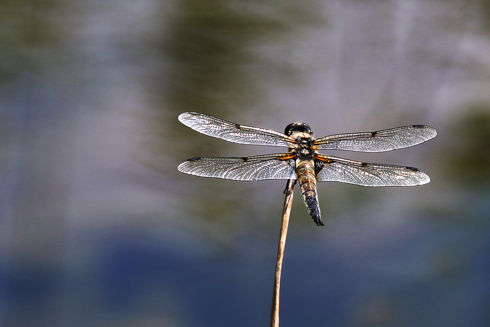 Vierfleck mit Aussicht auf die Wasseroberfläche