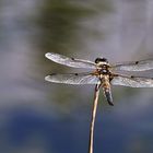 Vierfleck mit Aussicht auf die Wasseroberfläche