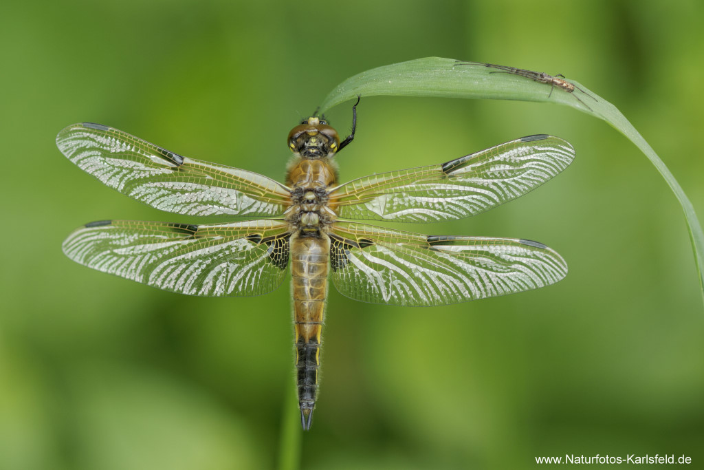 Vierfleck mit Streckerspinne