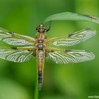 Vierfleck mit Streckerspinne