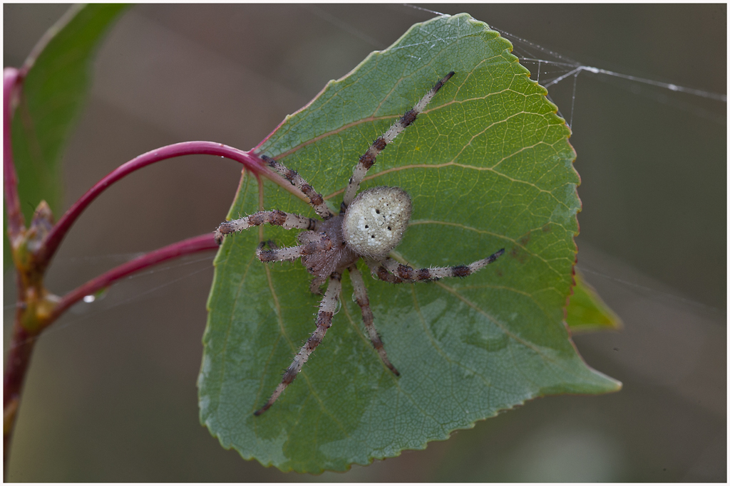 Vierfleck Radnetzspinne