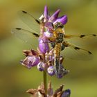 Vierfleck: Sonnenplatz auf der Lupine