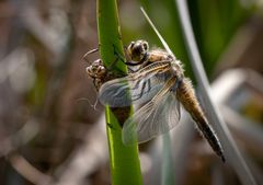 vierfleck vor dem jungfernflug