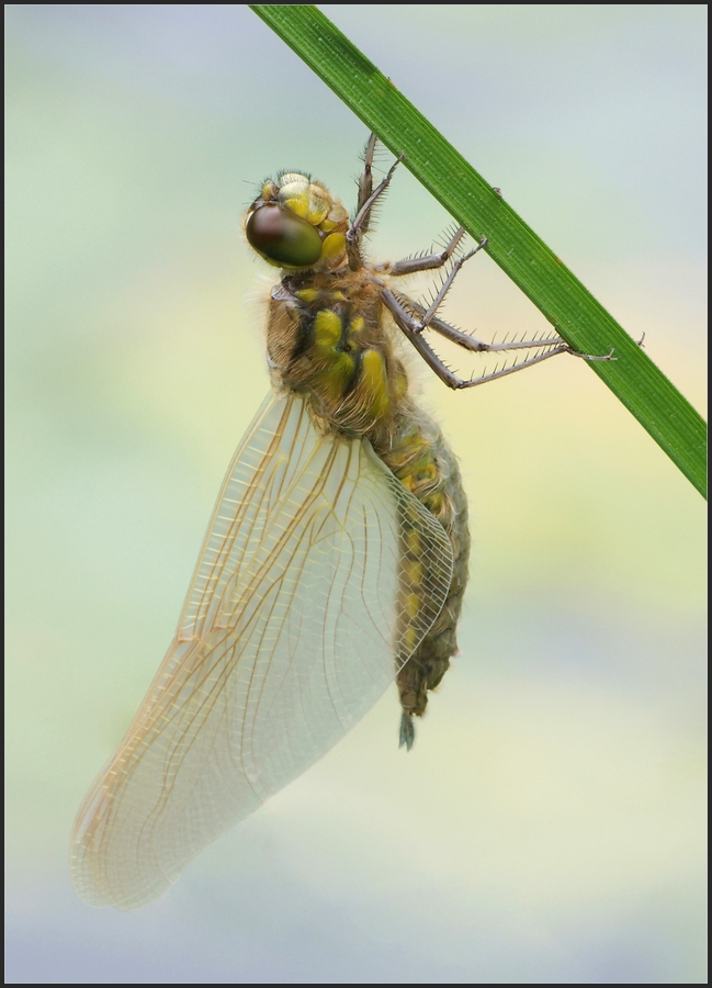 Vierfleck - weiblich nach dem Schlupf (Libellula quadrimaculata)