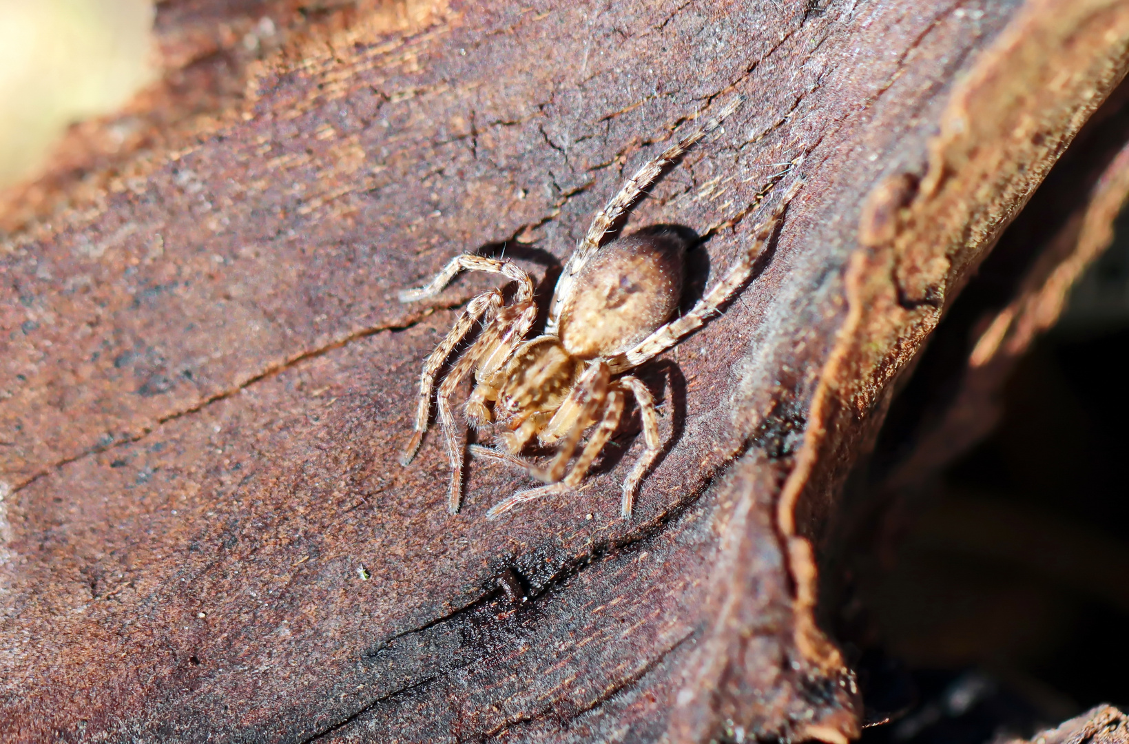 Vierfleck-Zartspinne,Anyphaena accentuata (Doku)