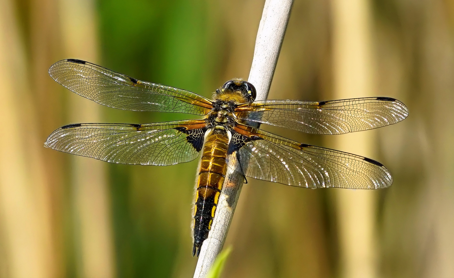 Vierfleck1 (Libellula quadrimculata)