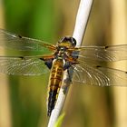 Vierfleck1 (Libellula quadrimculata)