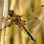 Vierfleck3 (Libellula quadrimaculata)