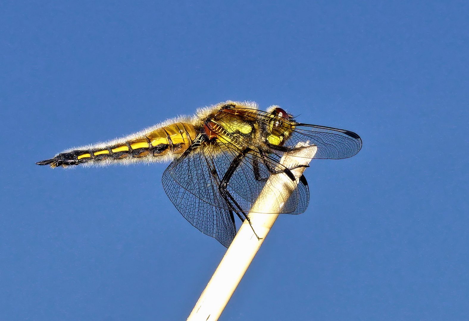 Vierfleck4 (Libellula quadrimaculata)