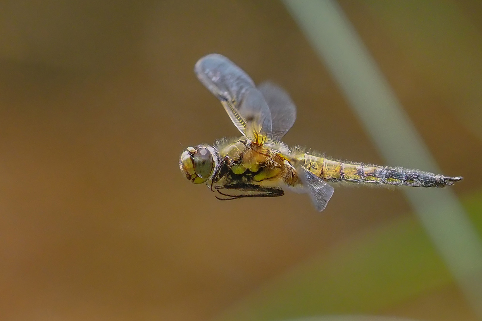 Vierfleckflieger (Libellula quadrimaculata)