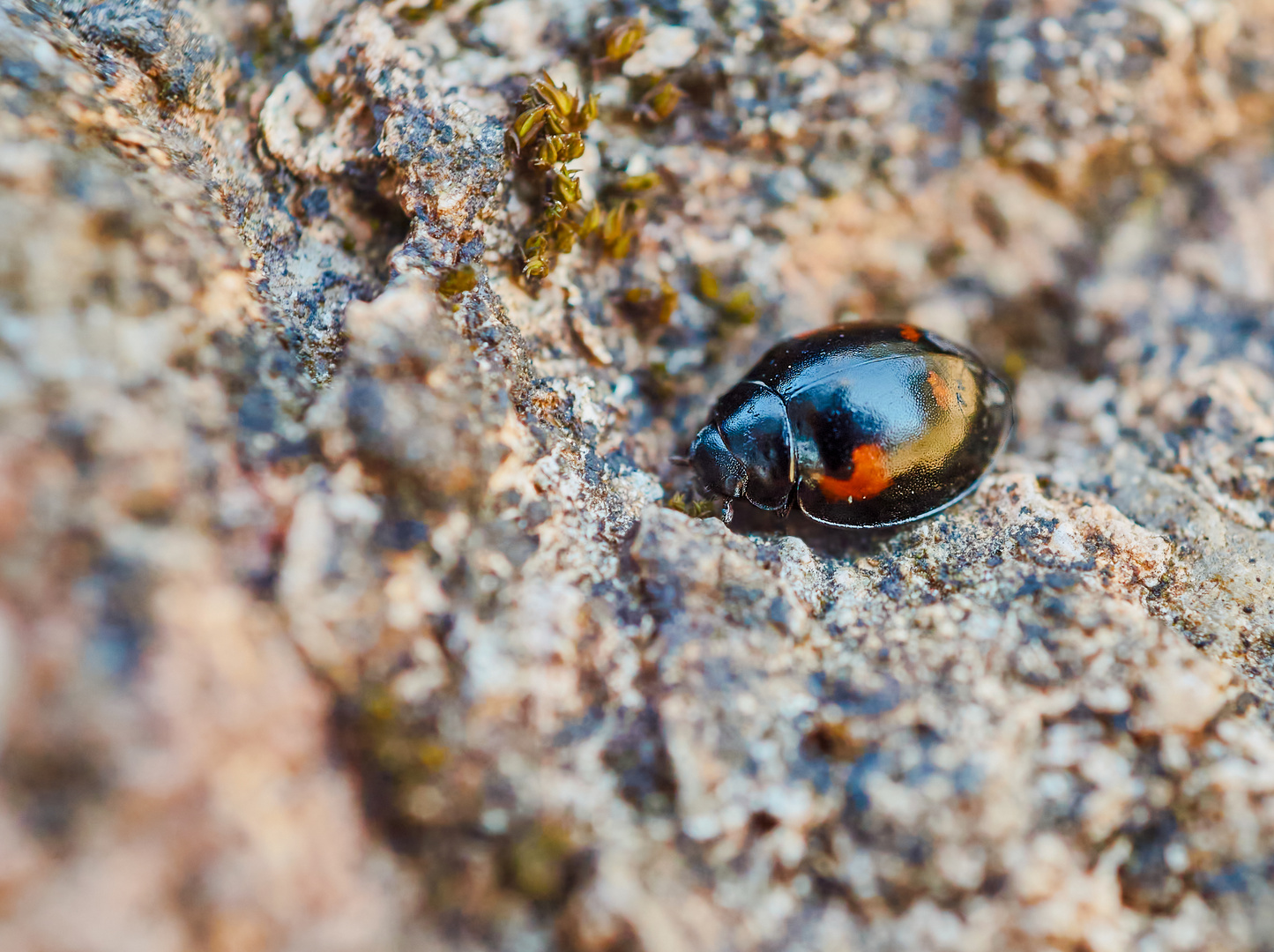 Vierfleckiger Kugelmarienkäfer (Brumus quadripustulatus)