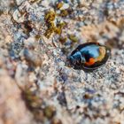 Vierfleckiger Kugelmarienkäfer (Brumus quadripustulatus)