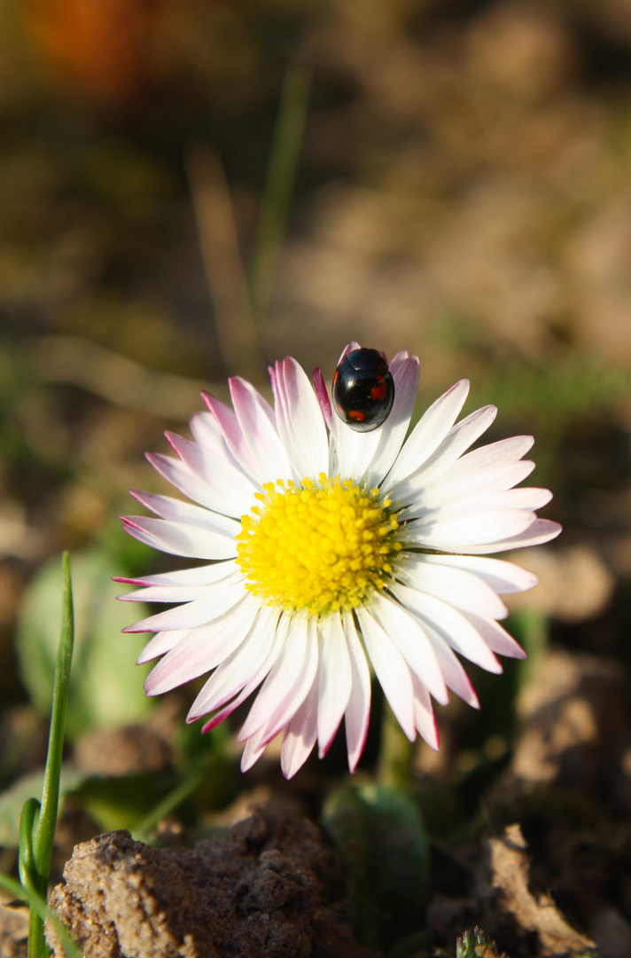 Vierfleckiger Kugelmarienkäfer