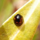 Vierfleckiger Schildlaus-Marienkäfer (Exochomus quadripustulatus) auf Oleander