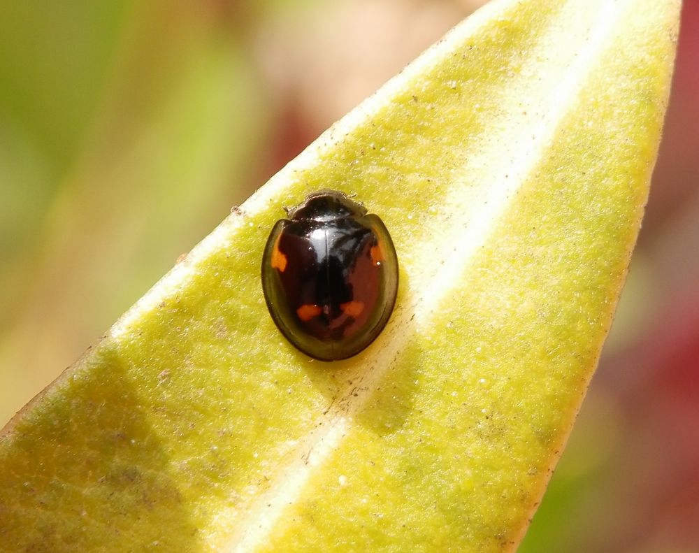 Vierfleckiger Schildlaus-Marienkäfer (Exochomus quadripustulatus) auf Oleander