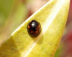 Vierfleckiger Schildlaus-Marienkäfer (Exochomus quadripustulatus) auf Oleander