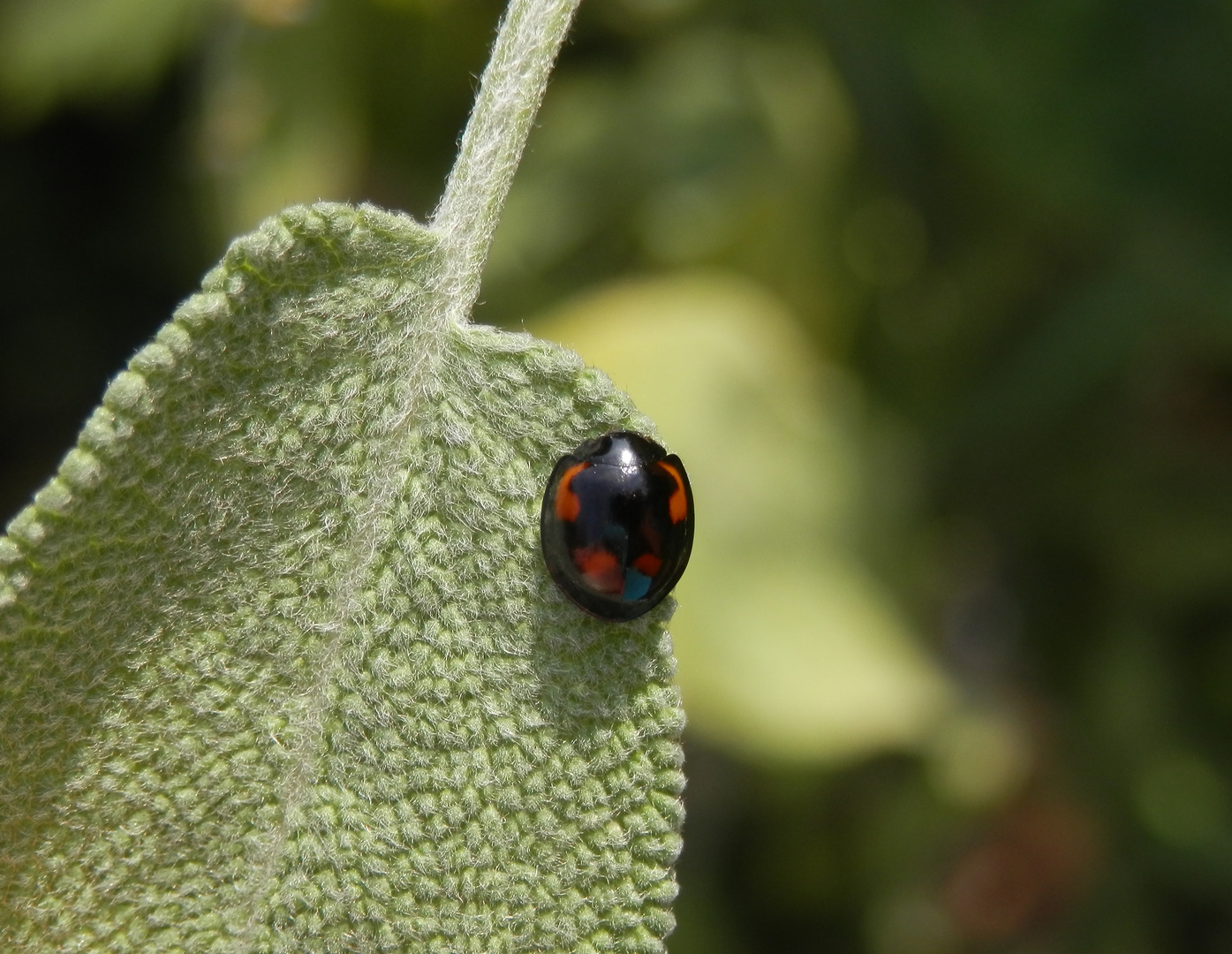 Vierfleckiger Schildlaus-Marienkäfer (Exochomus quadripustulatus) auf Salbei