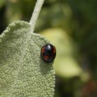 Vierfleckiger Schildlaus-Marienkäfer (Exochomus quadripustulatus) auf Salbei