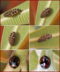 Vierfleckiger Schildlaus-Marienkäfer (Exochomus quadripustulatus)