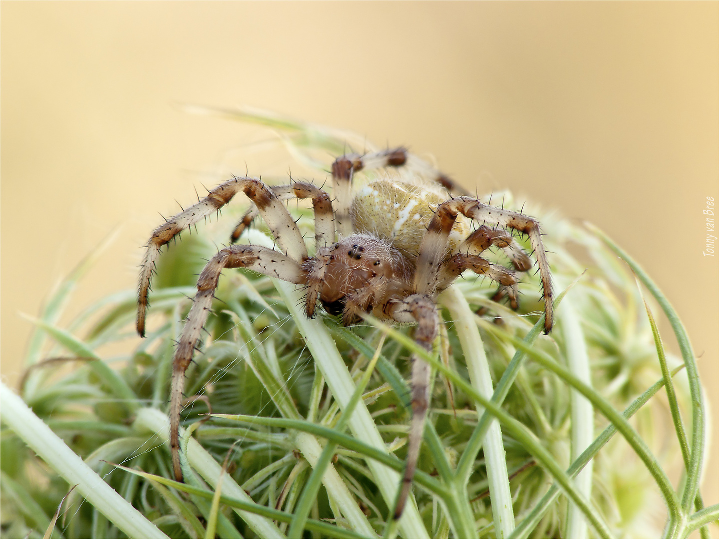 Vierfleckkreuzspinne