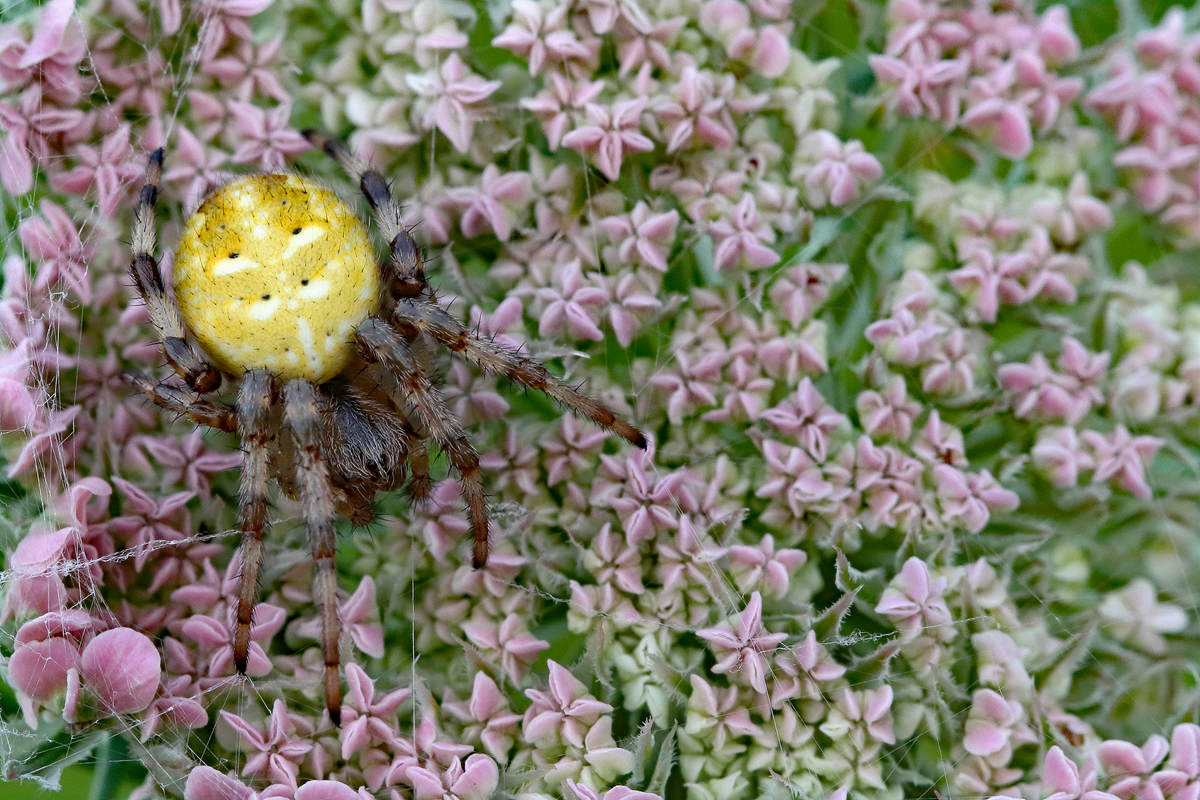 Vierfleckkreuzspinne