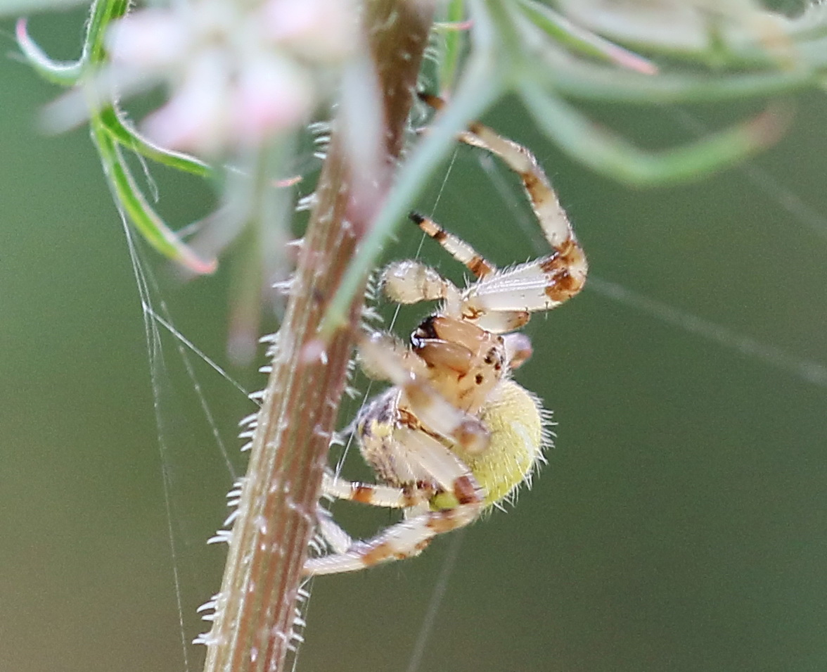 ....Vierfleckkreuzspinne (Araneus quadratus).....