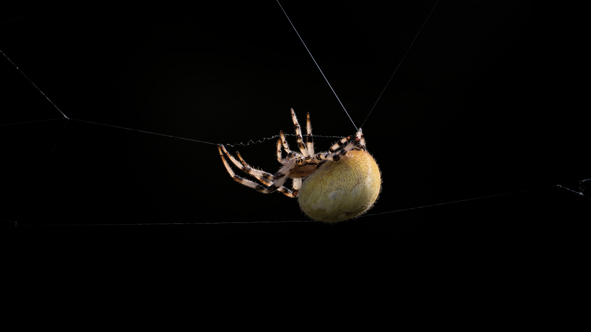 Vierfleckkreuzspinne (Araneus quadratus)