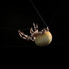 Vierfleckkreuzspinne (Araneus quadratus)