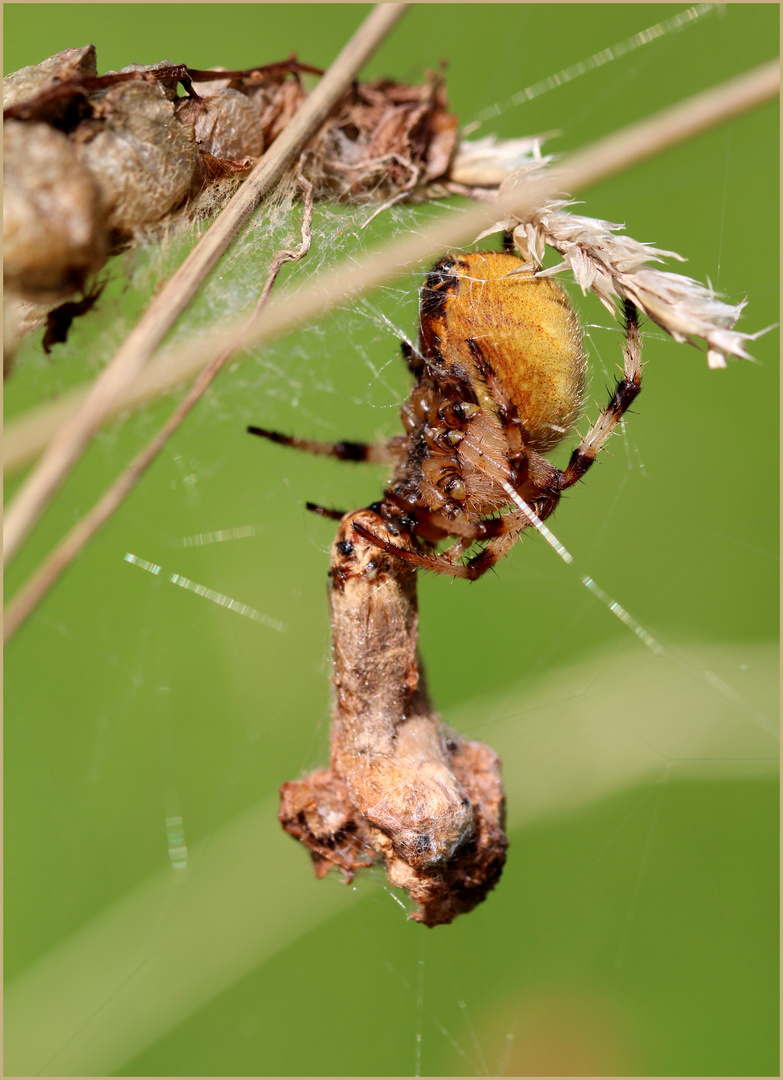 Vierfleckkreuzspinne (Araneus quadratus)...