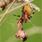 Vierfleckkreuzspinne (Araneus quadratus)...