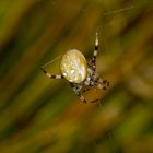 Vierfleckkreuzspinne - Araneus quadratus