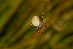 Vierfleckkreuzspinne - Araneus quadratus