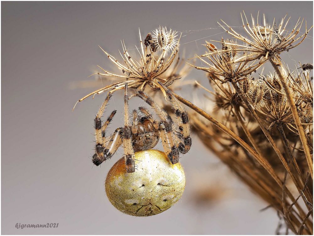 Vierfleckkreuzspinne (Araneus quadratus) 