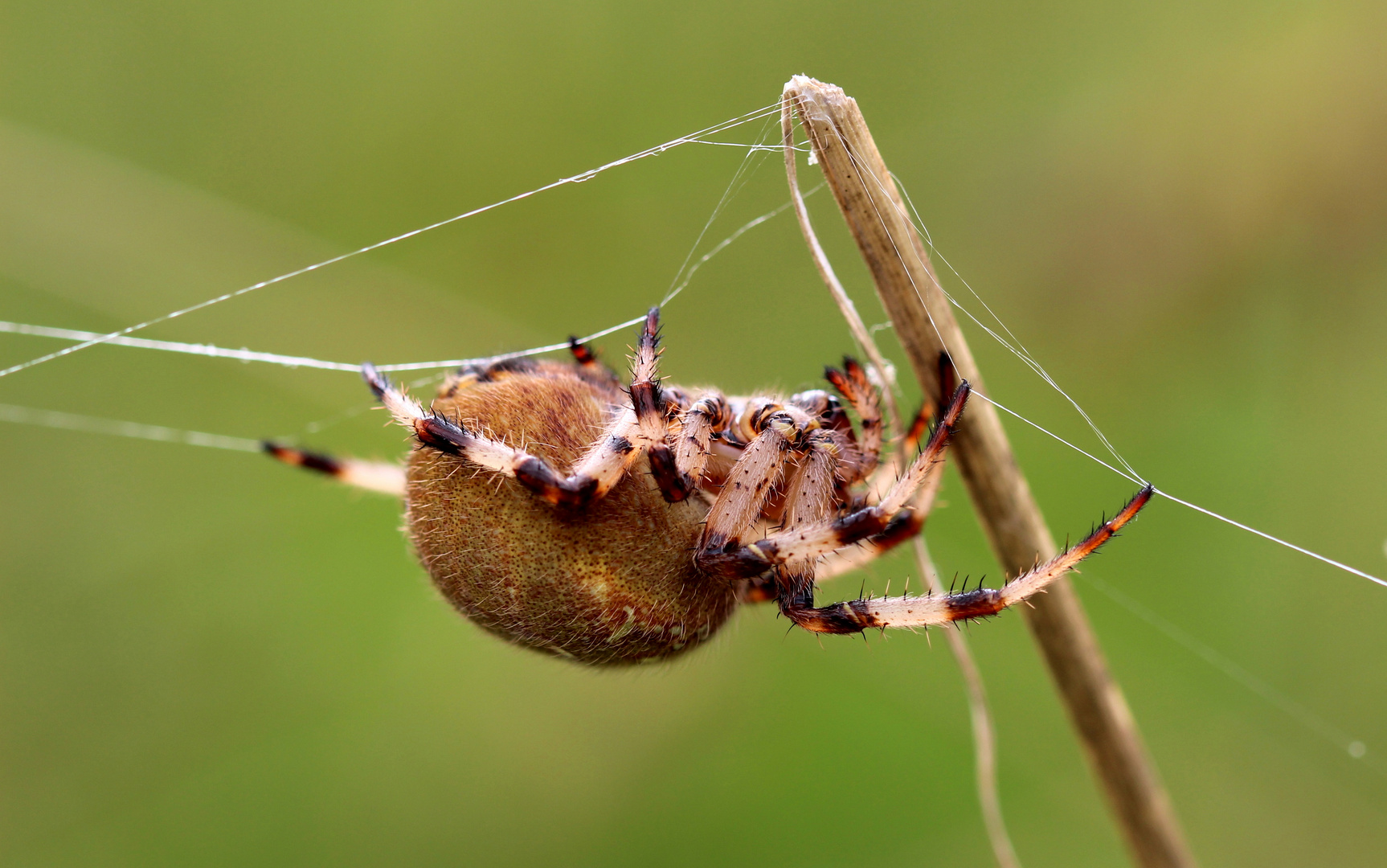 Vierfleckkreuzspinne (Araneus quadratus).