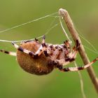 Vierfleckkreuzspinne (Araneus quadratus).