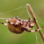 Vierfleckkreuzspinne (Araneus quadratus).