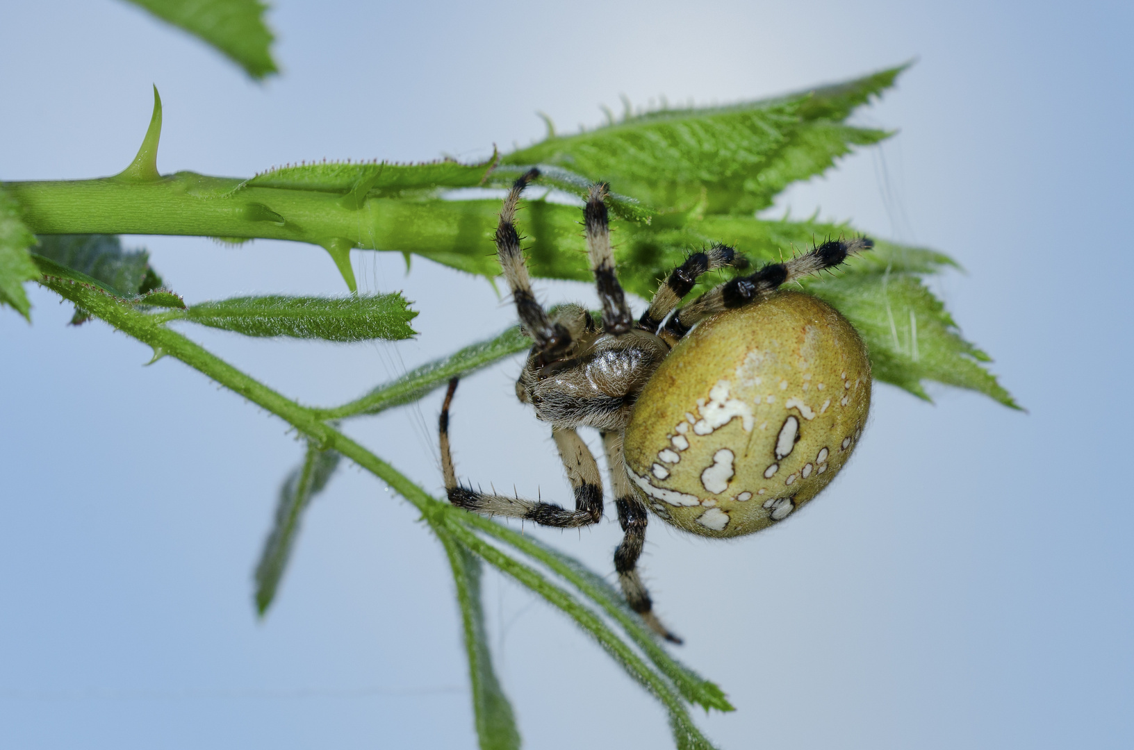 Vierfleckkreuzspinne (Araneus quadratus)