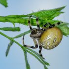 Vierfleckkreuzspinne (Araneus quadratus)