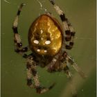 Vierfleckkreuzspinne (Araneus quadratus)