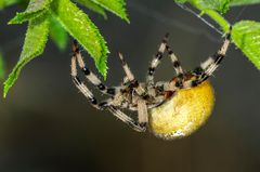 Vierfleckkreuzspinne (Araneus quadratus)