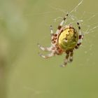 ....Vierfleckkreuzspinne (Araneus quadratus) Nr.2..... 