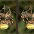 Vierfleckkreuzspinne (Araneus quadratus) (Weibchen)