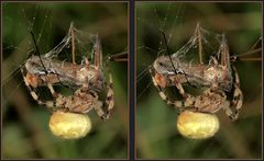 Vierfleckkreuzspinne (Araneus quadratus) (Weibchen)