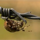 Vierfleckkreuzspinne (Araneus quadratus) weibl.