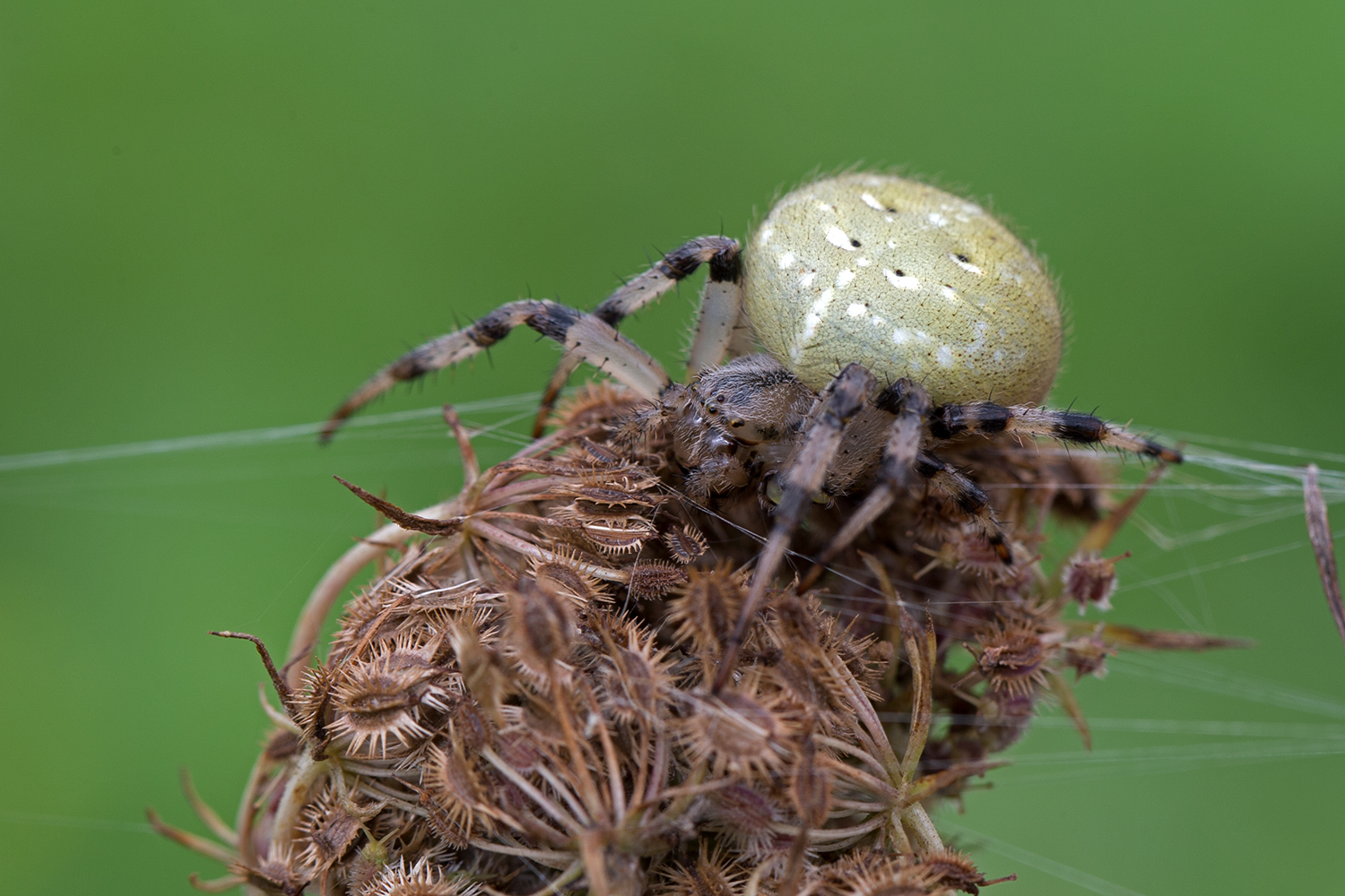 Vierfleckkreuzspinne