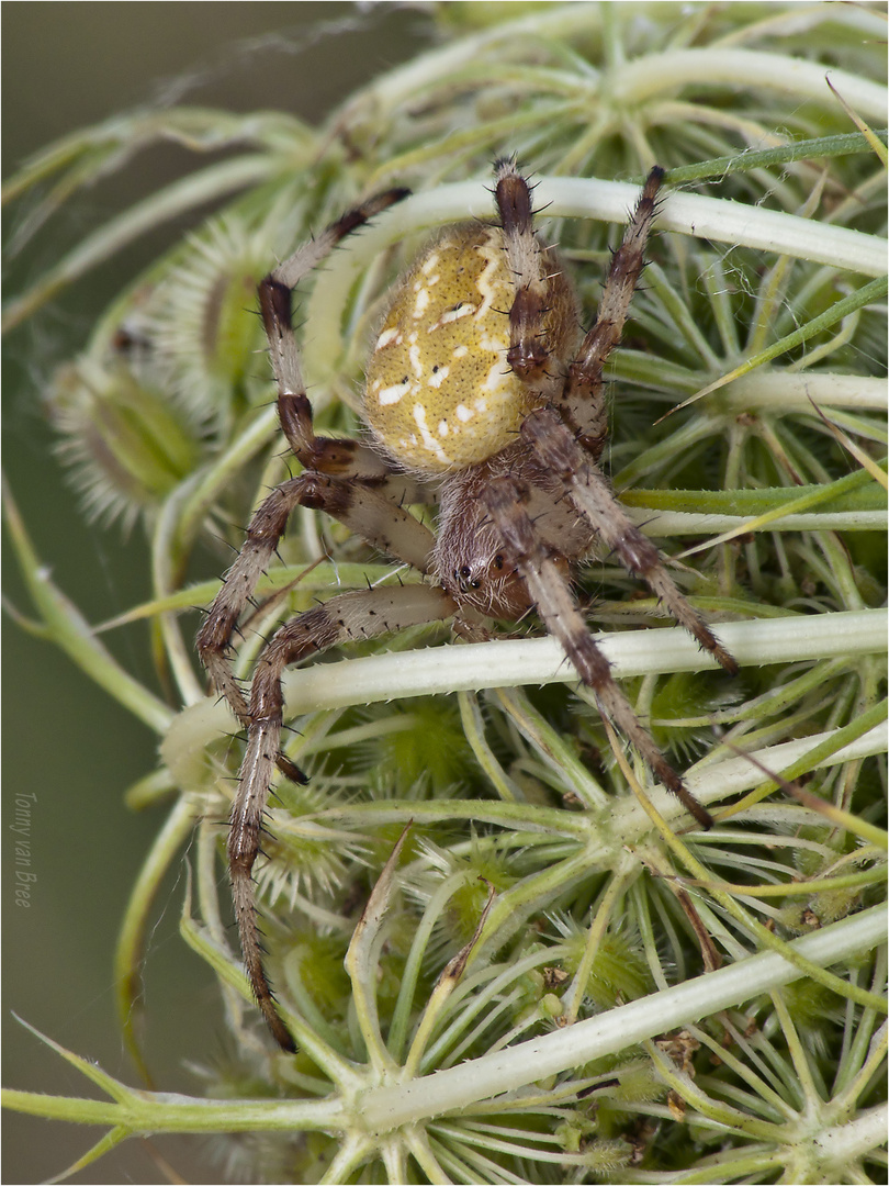 Vierfleckkreuzspinne II