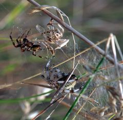 Vierfleck_kreuzspinne_598 _ 10112_was-ist-dies-für-ein-Auflauf?